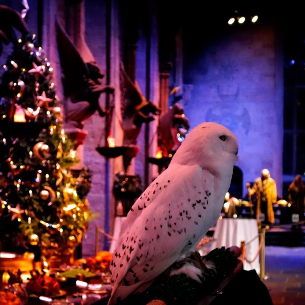 Meet your Posher, Robbin